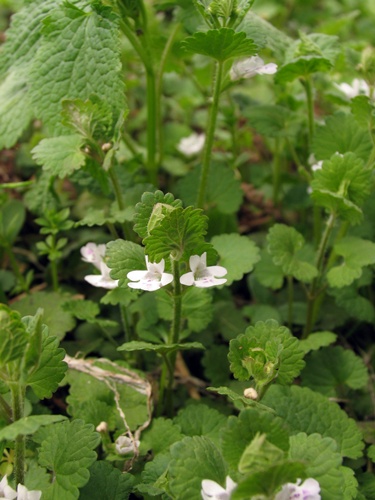 120501081akidoosi.jpg