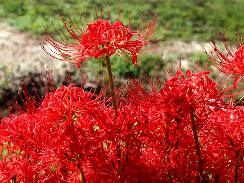 彼岸花