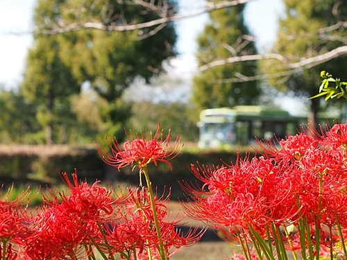 121004032basuto.jpg