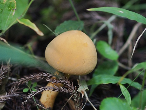 121026042kinoko.jpg