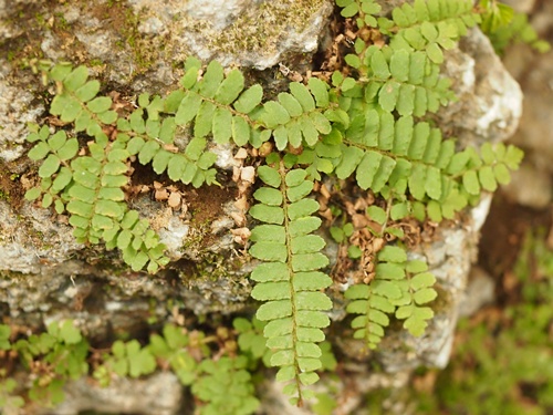 130412253sida.jpg