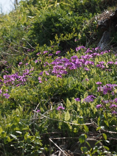 130509002sakuraso.jpg