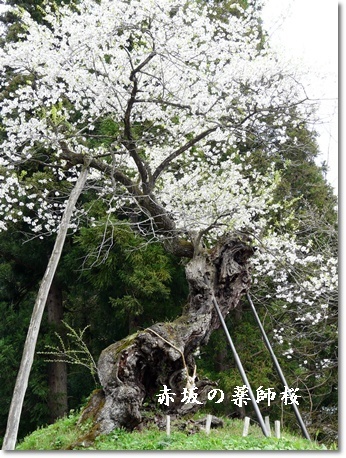 akasakanoyakusizakura.jpg