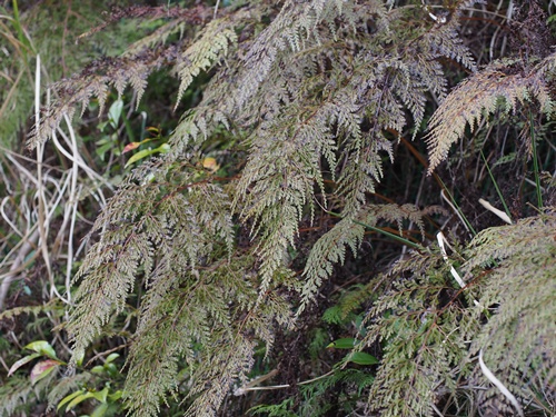 horasinobu140412129.jpg