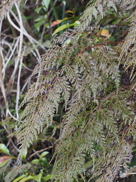 horasinobu140412129s.jpg