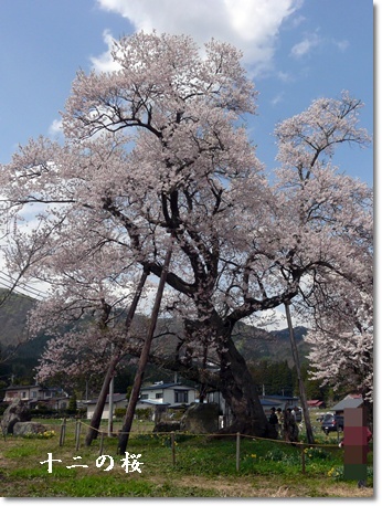 juuninosakura.jpg