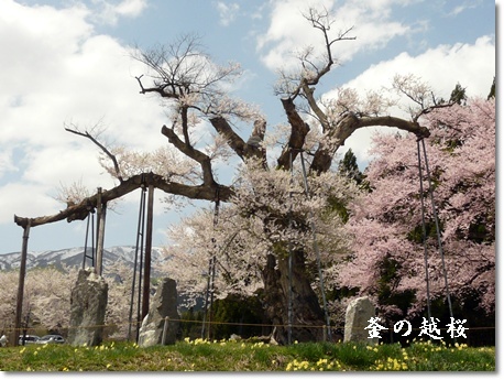 kamanokosizakura.jpg