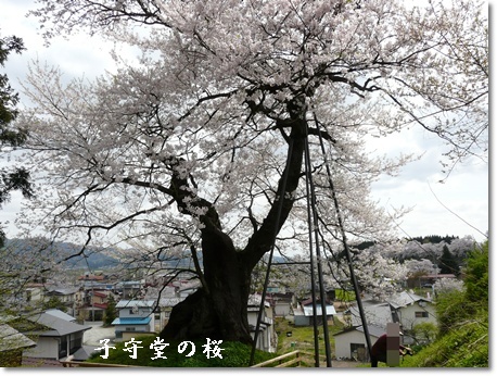 komoridounosakura.jpg