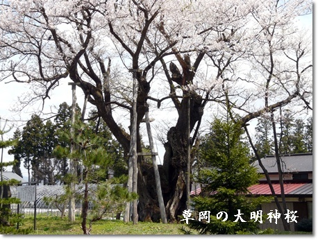 kusaokanodaimyoujinnzakura.jpg