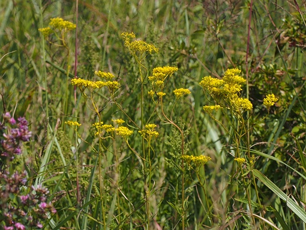 ominaesi140906135.jpg