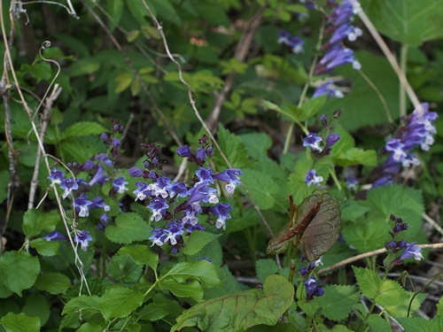 rasyomon140508075.jpg