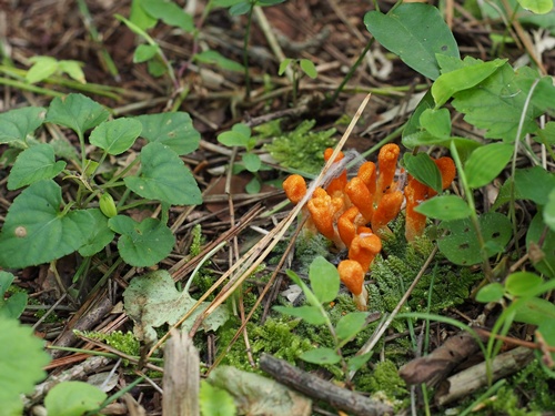 sanagitake140906189.jpg