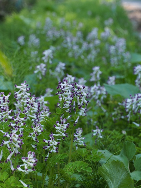 siroyabukeman140508065.jpg