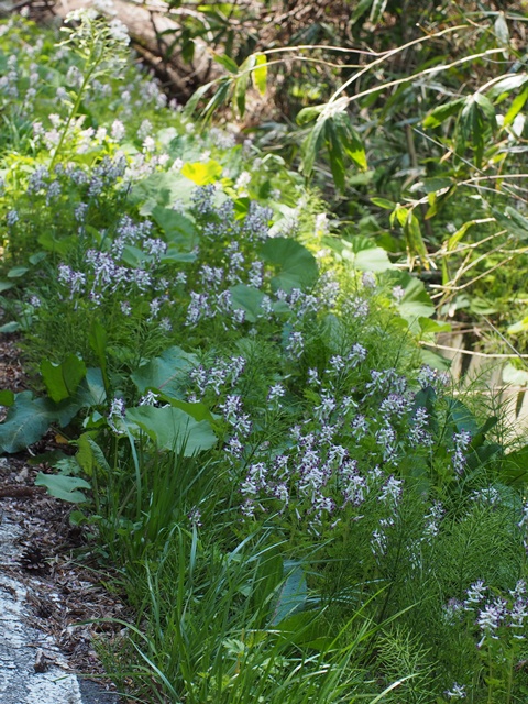 siroyabukeman140508069.jpg
