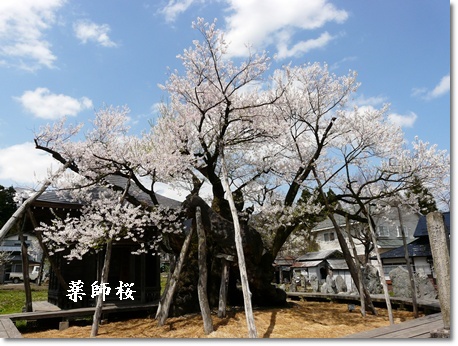 yakusizakura.jpg