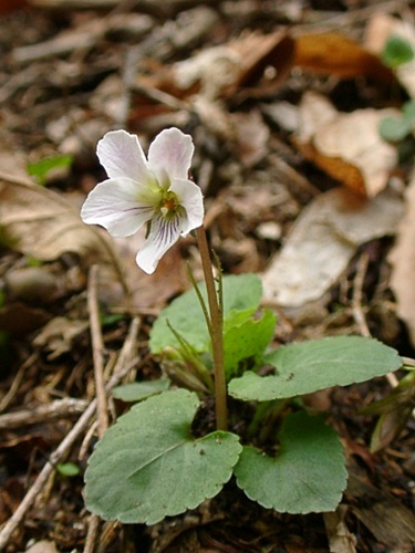 030426044maruba.jpg