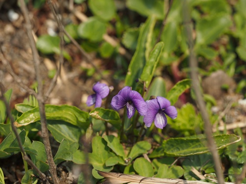 130416010anama.jpg