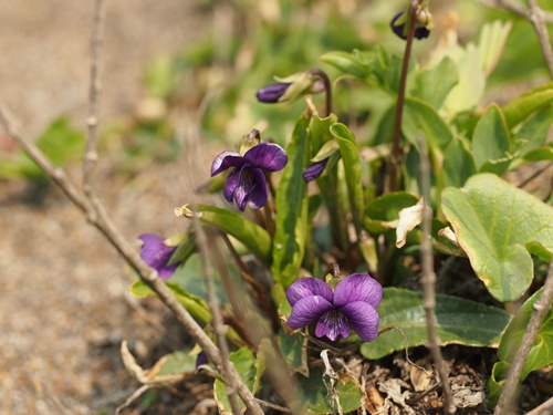 130416050anama.jpg