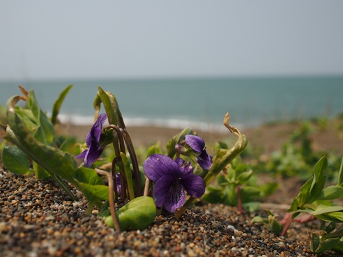 130416060anama.jpg