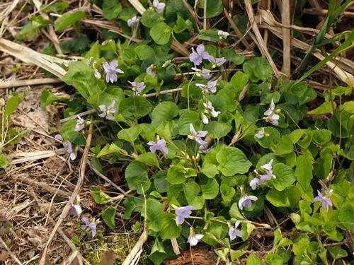 オオタチツボスミレ