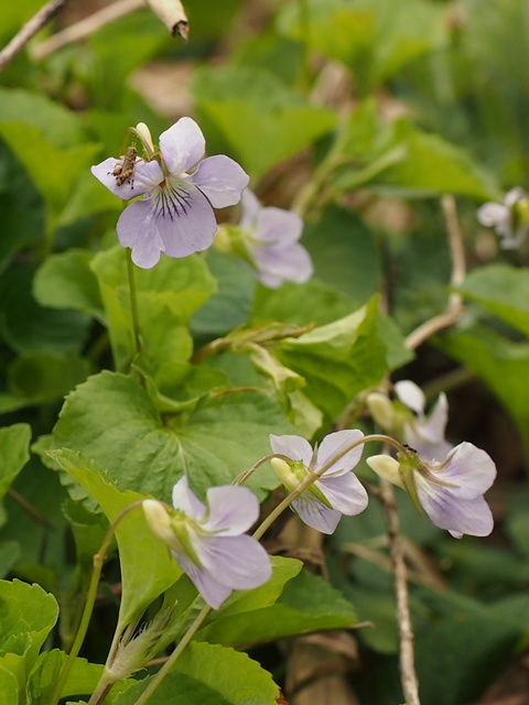 130416132ootatitubo.jpg