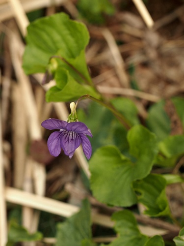 オオタチツボスミレ