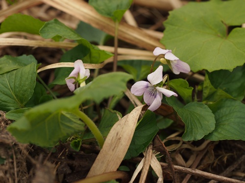 オオタチツボスミレ