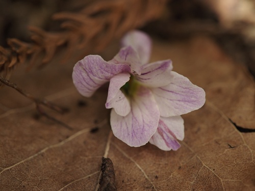130420007eizan.jpg