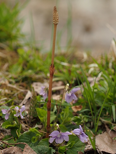 オオタチツボスミレ