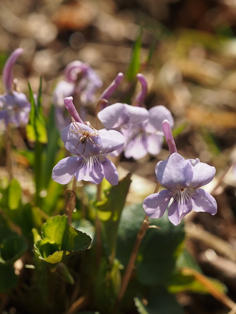 130425007nagahasi.jpg