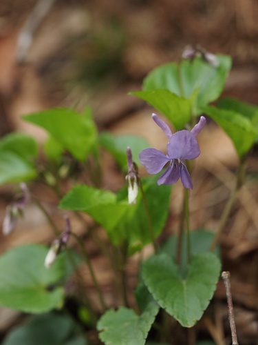 130430097nagahasi.jpg