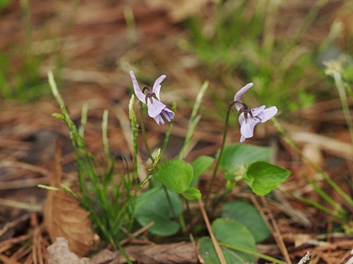 130430100nagahasi.jpg