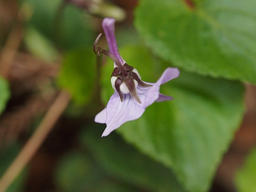 130430107nagahasi.jpg
