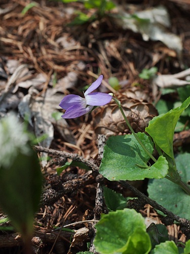 オオタチツボスミレ