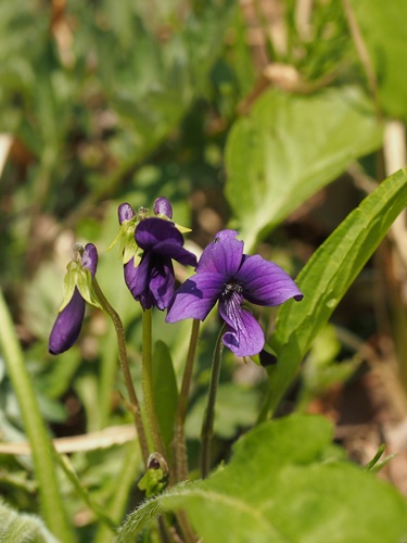 130509034mand.jpg