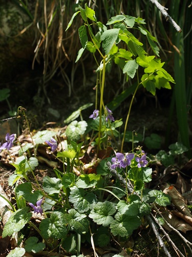 オオタチツボスミレ