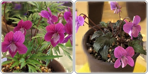 ベニバナ ヒラツカスミレとフイリフギレシハイスミレ.jpg