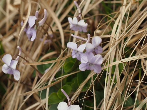 nagahasi130424042.jpg