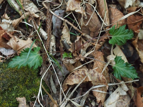 okutama130503279.jpg
