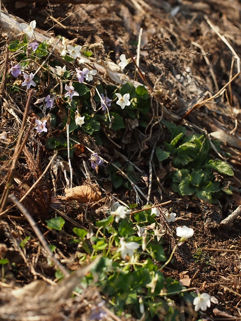 otome130422067.jpg
