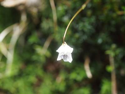usuba130621151.jpg