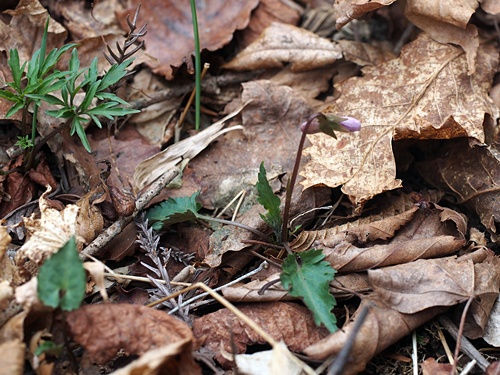 �I�N�^�}�X�~��