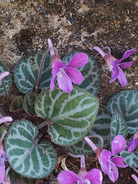 �t�C���Q���W�X�~��