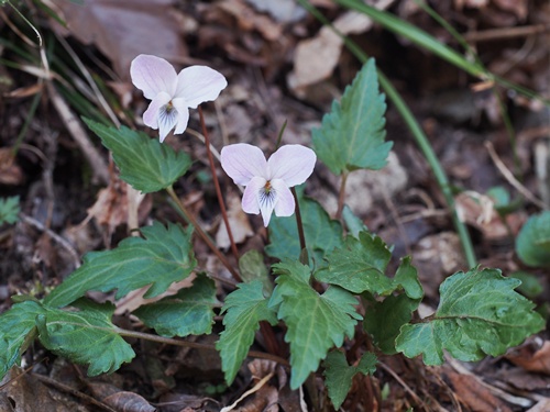 �I�N�^�}�X�~��