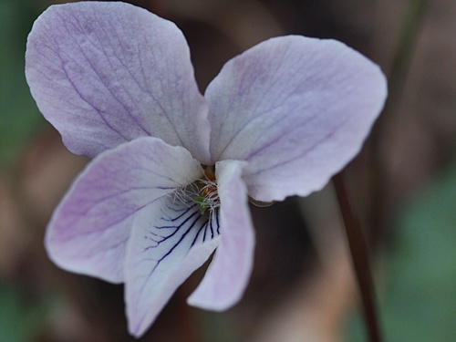 �I�N�^�}�X�~��