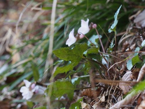 �I�N�^�}�X�~��