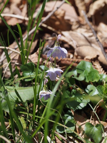 タチツボスミレ