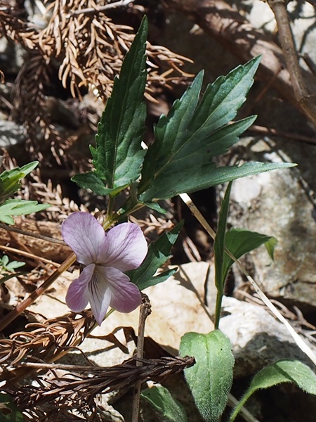 �G�C�U���X�~��