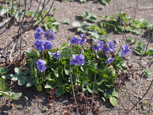 140423225isokana.jpg