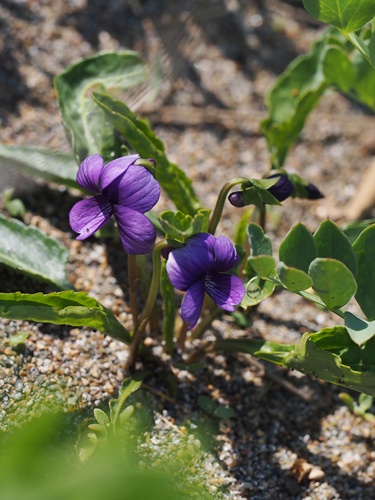 140423248uzumore.jpg